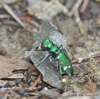 Cicindela patruela
(ovipositing female)